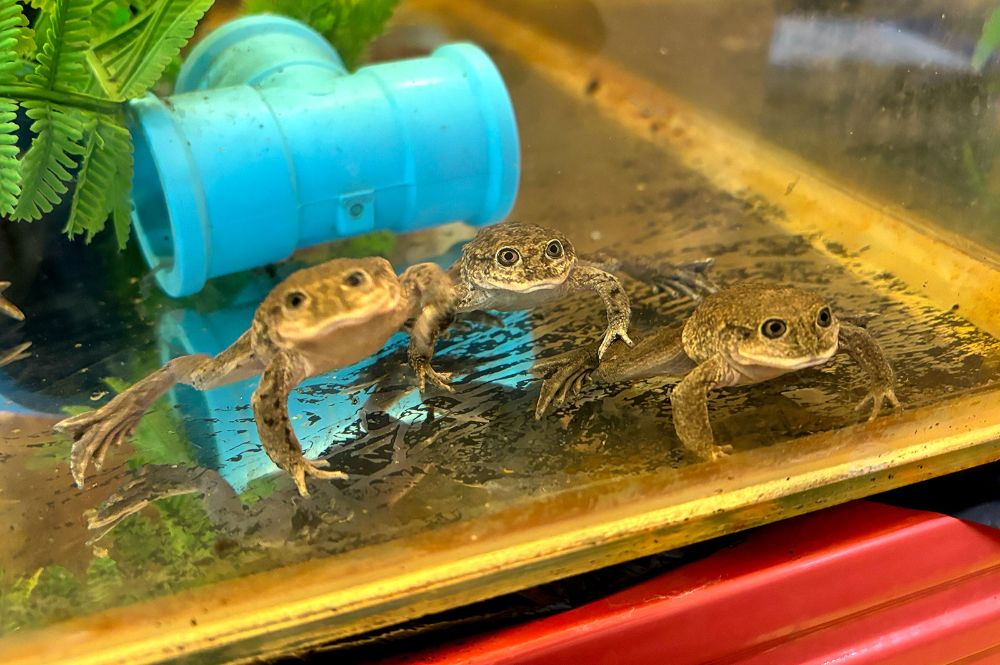  Marco A Méndez, Profesor Titular del Departamento de Ciencias Ecológicas de la  Facultad de Ciencias. Involucrado desde los inicios de este trabajo, plantea que con esta inauguración "se consagra la colaboración entre nuestra Universidad y el trabajo en los territorios. 
